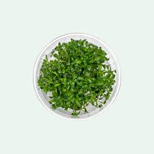 Image result for Rotala submersa