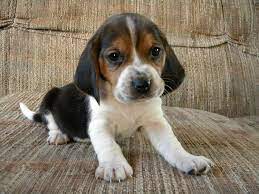 Bagle Hound Basset Hound Beagle Mix Info Facts Temperament Training Puppies Pictures