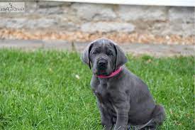 Great dane litter for sale in patriot, oh, usa. Great Dane Puppies For Sale In Ohio