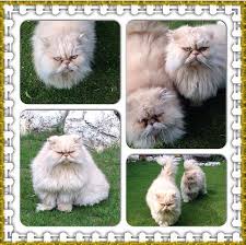 My Persian Cats Casper Tirmik Bidik Persian Cat Cats Dog Cat