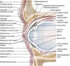 Eyelid Anatomy Anatomy Eye Anatomy Veterinary World