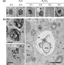 Amyloplast is a type of plastid in plant cells that store and synthesize starch from glucose. Morphology Of Amyloplasts In Columella Cells Of Arabidopsis Roots A Download Scientific Diagram