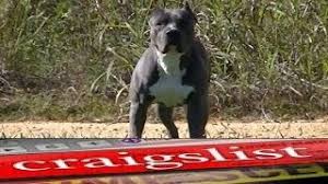 Visit our page to find american pitbull puppies for sale. Pitbull Puppies For Sale In Michigan Craigslist 07 2021