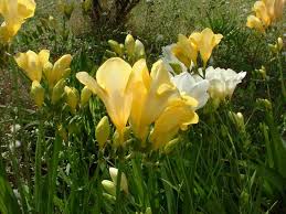 Image result for Freesia grandiflora