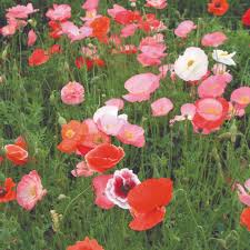 Where do poppies grow naturally? Poppy Seeds Grow Poppies From Seed Dobies