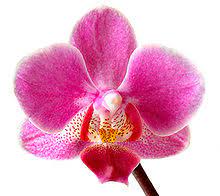 The idea is simple, but it still needs a great deal of thought, passion and creativity! Blume Wiktionary