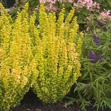Plant on slopes, in the fruits are showy red drupes carried in abundance from early to late fall. Sunjoy Golden Pillar Barberry Shrub Shrubs For Landscaping Barberry Shrub Garden Shrubs