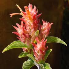 Image result for Justicia odora