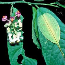 Image result for Polygala gazensis