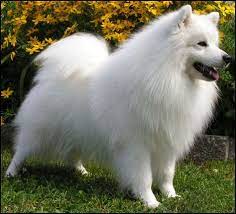 Pin On Japspitz