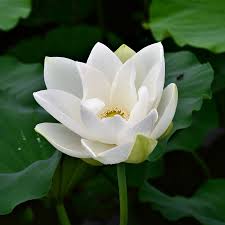 Image result for Lotus