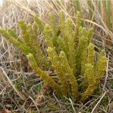 Image result for Huperzia afromontana