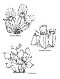 Black And White Images Of Pitcher Plant Set Of Carnivorous Plants To Use Either As Colouring Pages Or Tracing On A Light Table This Product Comes With Permission From The Owner Please Check Out More