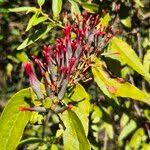 Image result for Agelanthus zizyphifolius