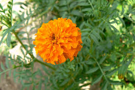 Image result for Tagetes erecta