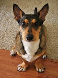 Black And White Basset Hound Mix Basset Hound German Shepherd Mix Basset Hound Mix Mixed Breed Dogs Hybrid Dogs