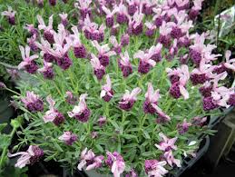 園芸プラザ庄内