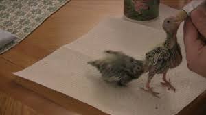 Hand Feeding Your Baby Cockatiel