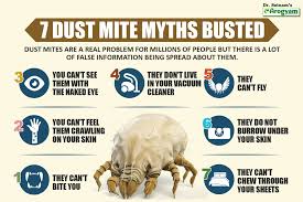 Image result for Dust mite