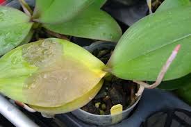 Are the spots the bacterial leaf spot i have read about or am i just caring for it poorly? Common Houseplant Diseases Identification And Treatment Smart Garden Guide