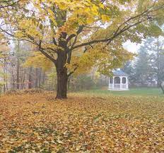 Do you blow the leaves in the fall? Fall Leaves Blanket The Yard Black River Inn Bed Breakfast