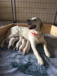 We are usually outside with the dogs so, if there is no answer, please leave a message so that we can call you back!! English Golden Retriever Puppy For Sale In Knoxville Tn Englishgoldenretriever Golde English Golden Retriever Puppy Retriever Puppy Golden Retriever Puppy