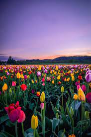 Tulips Tulipsflower Flowers Beautiful Nature Pictures Flower Landscape Beautiful Nature Wallpaper