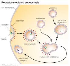 We did not find results for: Cell Membrane Definition Function Structure Britannica