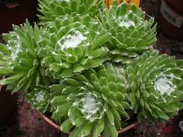 Like most succulent plants, hen and chickens grow. Sempervivum Arachnoideum Cobweb Houseleek World Of Succulents