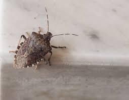 We did not find results for: How To Get Rid Of Stink Bugs Tips To Kill Stink Bugs In Home