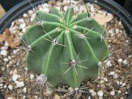 I assume cuttings are sections of growing cacti (not necessarily rooted) that new branches of cactus would form off of. Calochlora Rare Cactus Night Blooming White Flower This Exact Plant Already Proven To Bloom With Baby Pups Rare Har White Flowering Plants Plants Barrel Cactus