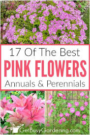 Plant them in early spring for some bright color. Best Pink Flowers Annuals Perennials For An Enchanting Pink Garden