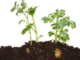 Bang out the compost from. Growing Potatoes In Compost Can You Plant Potatoes In Compost Alone