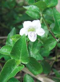 Image result for Kyllinga robinsoniana