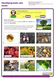 Their range of color and bloom type and size, as well as their long sequence of bloom, are unequalled in any other class of flowers. Year 1 Plants Identifying Bulbs And Seeds Stem