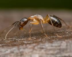 Camponotus Sp Earthcapture Insect Macrophotography Uwn Insect Kings Macro Arthropod Perfection Kings Insects Macrogrammers