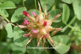 Image result for Trifolium spumosum