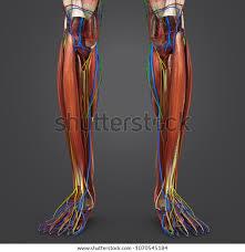 Muscle tissue is also found inside of the heart, digestive organs, and blood vessels. Anatomy Of The Legs Muscle Anatomy Drawing Diagram