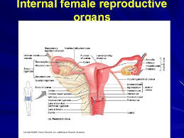 Find the perfect female anatomy. Chapter 26 Female Reproductive System Primary Sex Organ