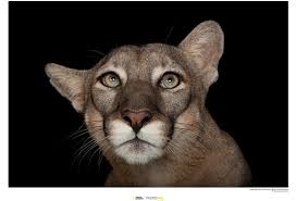 Флорида пантерз (florida panthers) на nhl.ru. Komar National Geographic Wandbild Florida Panther Portrait Hertie De