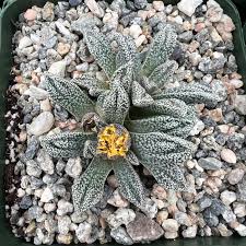 Image result for Nananthus