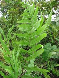 Image result for Oleandra