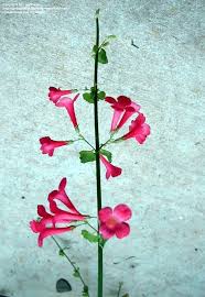 Image result for Russelia sarmentosa