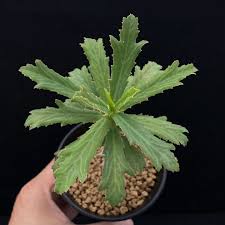 Image result for Monadenium torrei