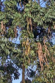 Image result for Markhamia lutea