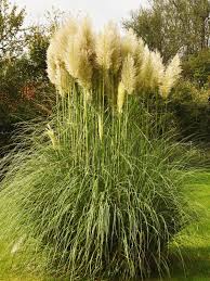 Caring For Ornamental Grasses | Russell Nursery
