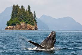 Alaska is the 49th and largest state in the united states of america. Alaska Travel Guide Afar