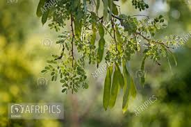 Image result for Acacia nigrescens