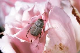 Visit our site for all solutions. For Roses Pruning And Pest Control Remain Priorities Through May The San Diego Union Tribune