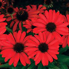 Gerbera Ruby Red Flower Yucca Best Flower Wallpaper